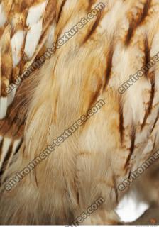 bird feathers 0004
